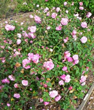 Rosa Bengale Animee 4.jpg