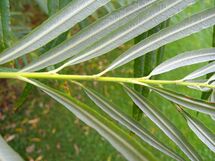 Salix viminalis leaves.jpg