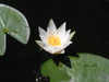 Water lily. Volga-Akhtuba floodplain.JPG