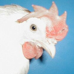 White Leghorn-untrimmed beak.jpg