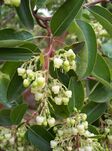 Arbutus andrachne1.jpg