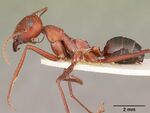 Cataglyphis bicolor casent0104612 profile 1.jpg