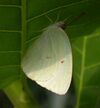 Catopsilia florella IITA 2012-05-04 uns.jpg