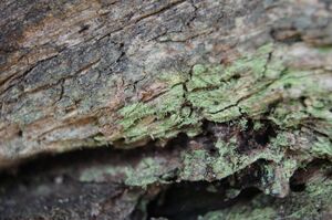 Chaenotheca chlorella