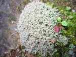 Cladonia stellaris habito.jpg