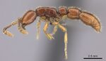 Eburopone wroughtoni casent0235434.jpg
