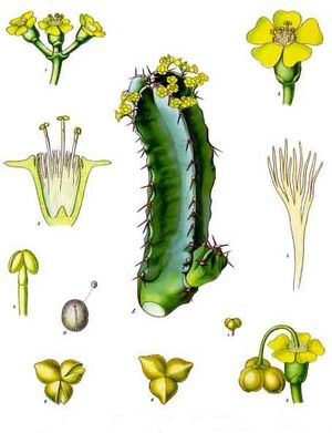 Euphorbia resinifera - Köhler–s Medizinal-Pflanzen-059.jpg
