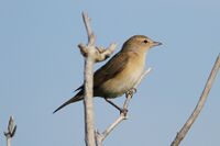 Garden Warbler 1.jpg