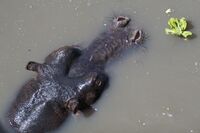 Hippo, Katavi.jpg