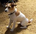 Jack-Russell-Terrier.jpg