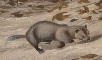 Kimberly Mural - Roger Witter - Leptocyon.jpg