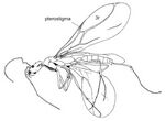 Leptomyrmula maravignae holotype male.jpg
