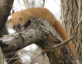 Mustela itatsi on tree.JPG
