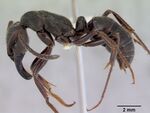 Pachycondyla tarsata casent0172430 profile 1.jpg