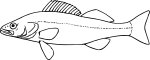 Sander volgensis (Gmelin 1789) als Lucioperca volgensis Fig 169 (Matschie et al. 1909).svg