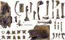 Ypresiglaux michaeldanielsi holotype.jpg