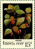 Почтовая марка СССР № 5276. 1982. Дикорастущие ягоды.jpg