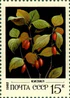 Почтовая марка СССР № 5276. 1982. Дикорастущие ягоды.jpg