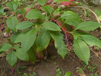 ヨウシュヤマゴボウ(洋種山牛蒡)(Phytolacca americana L.)-実 (5846528505).jpg