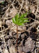 Aegopodium podagraria young.jpg