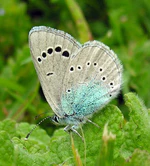 Bolboreta Mandaio (Galicia) 07-05-2006 1.jpg