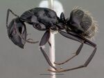 Camponotus vagus casent0008640 profile 1.jpg