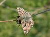 Carcharodus alceae alceae 1.JPG