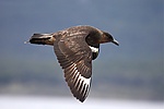 Chilean Skua (4303128126).jpg
