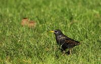 Common Starling in Wormwood Scrubs Park in spring 2013.JPG