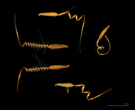 Erodium cicutarium MHNT.jpg