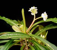 Euphorbia lophogona3 ies.jpg
