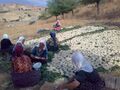 Турцияда курд ӱй улустар кашк белетейт