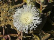 Mesembryanthemum crystallinum - Eispflanze PICT0015.jpg