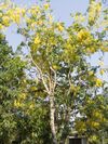 Padauk flower.jpg