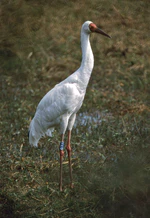 Siberian Crane (Grus leucogeranus) (20595154208).jpg
