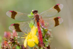 Sympetrum pedemontanum 1(loz).JPG