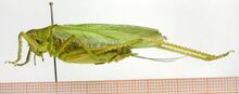 Tettigonia caudata caudata (Charpentier, 1845) male.jpg