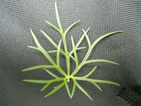 Aconitum anthora04.jpg