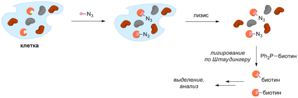 Activity-based protein profiling.png