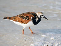 Arenaria interpres (habitus).jpg