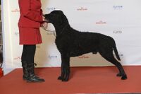 BIR Grupp 8- CURLY COATED RETRIVER, Gladrags Secret Agent (24126158162).jpg