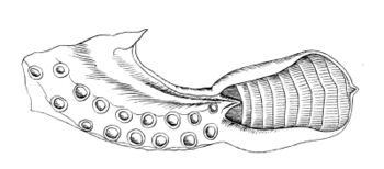 Bathypolypus arcticus hectocotylus-2.jpg