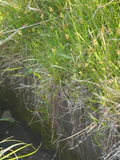 Carex arenicola kurokawazusg04.jpg