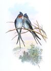 DendrochelidonCoronatusGould.jpg