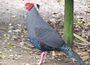 Fireback pheasant-farm.jpg