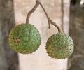 Guazuma ulmifolia fruits.jpg
