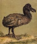 Hoefnagel dodo.jpg
