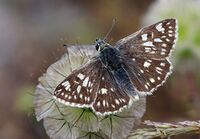 Muschampia tessellum - Tessellated Skipper.jpg
