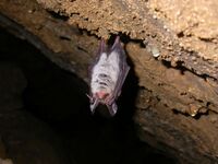 Myotis bechsteinii (2320325021).jpg