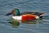 Northern Shoveler Anas clypeata.jpg